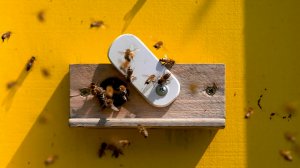 Сценарий цен. Мёд