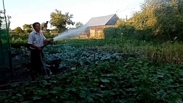 Полив огорода мотопомпой. Жаркое лето. 2021 год.