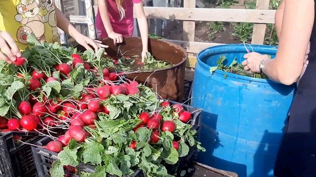 Урожай лето 2019 редис селеста. смотреть онлайн