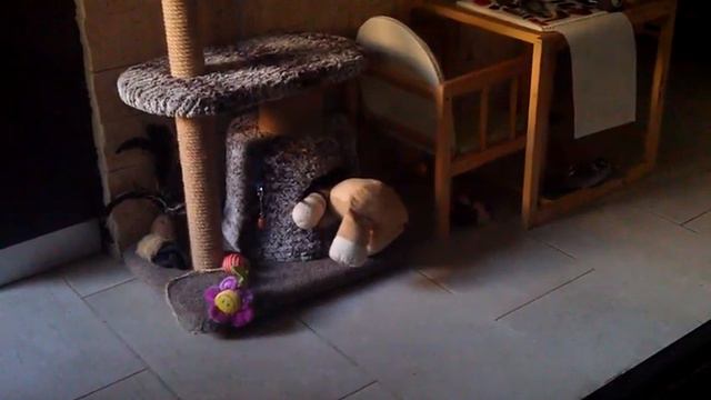 Сфинкс кошечка