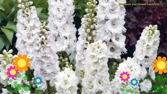 Ель итогибридный. Краткий обзор, описание характеристик, где купить саженцы мэджик фонтейн пьюр вай смотреть онлайн