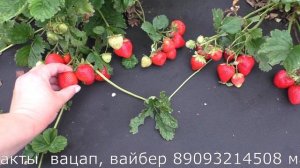 ДЕСТИНИ позднеспелая клубника