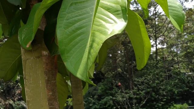 Syzygium malaccense (Water Apple) смотреть онлайн