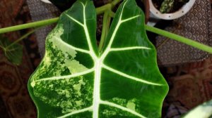 Alocasia Frydek Variegated