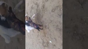 Собаки занимаютсЯ любовью