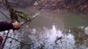 ловля плотвы на кукурузу