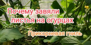 Почему резко завяли листья на огурцах?