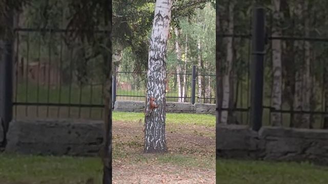 Танец белок. Вы такое ещё не видели🐿🐿🐿