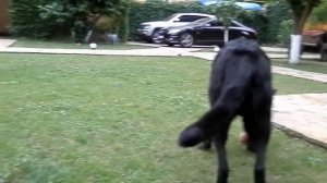 ЧЕРНЫЕ НЕМЕЦКИЕ ОВЧАРКИ. Chic black German Shepherds.Одесса.