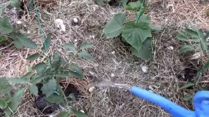 пасынкование томатов и огурцов в теплице