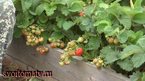 Урожайная земляника