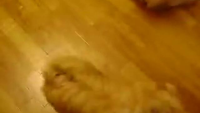 Предлагается кобель для вязки мальтийская болонка ( мальтезе) тел. 8(915)2050134 смотреть онлайн