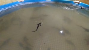 РАЗВЕДЕНИЕ ЩУКИ В УЗВ