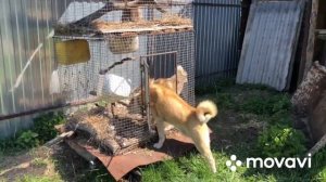 Лайки Западно-Сибирские Александра Гуляева