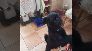 Подайте на домики для бездомных поросят