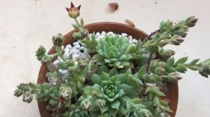 Graptopetalum macdougallii florido