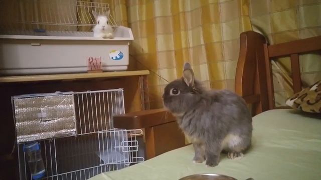 Декоративный кролик породы львиногрив. смотреть онлайн