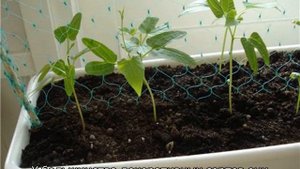 Ипомея Батат многолетняя — посадка и уход