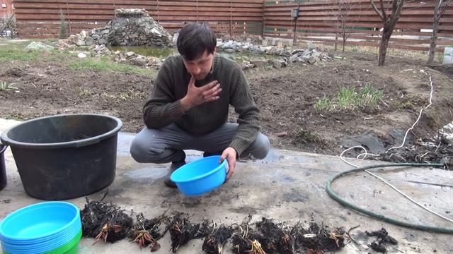 Размножение и посадка нимфей. смотреть онлайн