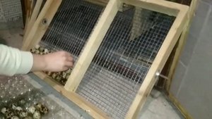 Режим инкубации перепелиных яиц. Инкубация перепелов.