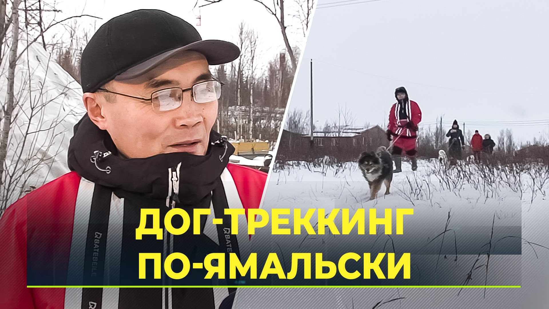 Оленегонные ненецкие лайки гуляют по тундре с ямальцами
