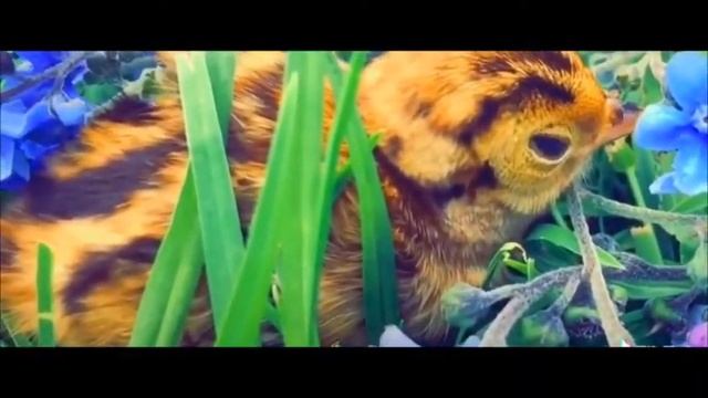 27 марта/Не смотрите сегодня в зеркало иначе заболеете / смотреть онлайн