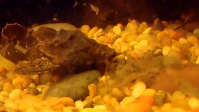 Буноцефал или Сом коряга (Bunocephalus bicolor) смотреть онлайн