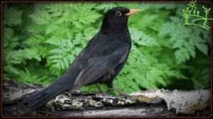 Голоса птиц Как поёт Дрозд чёрный (Turdus merula)