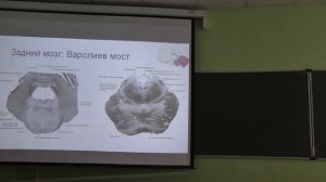 Физиология человека и животных. Лекция 5. Анатомия и физиология ЦНС. Зыбина А. М. edit