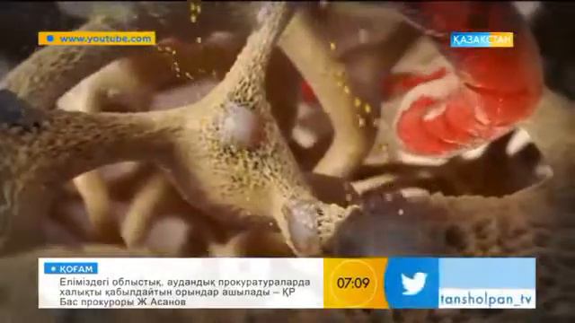 Хурмани пайдаси смотреть онлайн