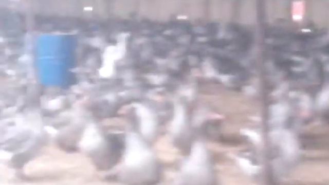 Линдовский серый гусь в Оренбургской области (купить. 89228698857) смотреть онлайн