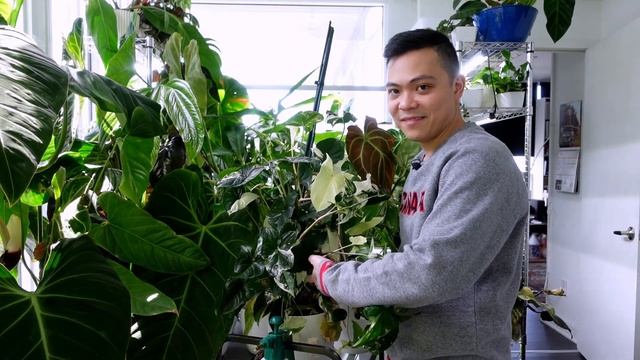 Houseplant Tour | Spring Plant Collection 2022 ? (Part 1) Monstera, Philodendron, Anthurium, Hoya ? смотреть онлайн