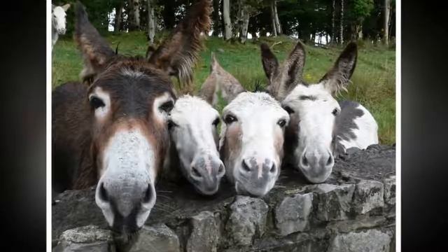 15 милейших семейных снимков животных. Заряд позитива на весь день! смотреть онлайн