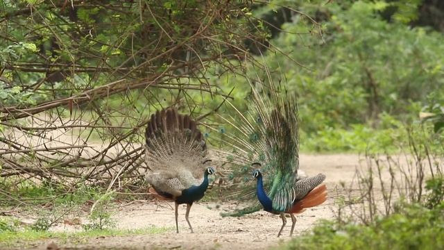 Павлины.? Peacocks.? смотреть онлайн