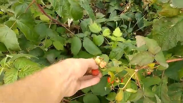 Малина осенью.Делнива,Энросадира,Кастион. смотреть онлайн