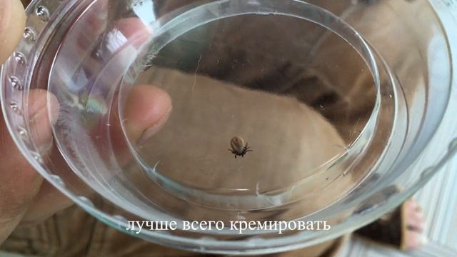 Как вытащить клеща из кота смотреть онлайн