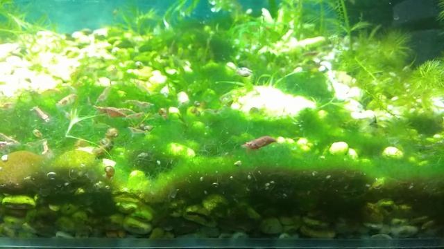 Обитатели аквариума 70л. - гуппи,креветки,аквариумные рыбки,аквариумные растения и др. #2 смотреть онлайн