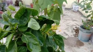 Copper colour hibiscus in my terrace gardan.