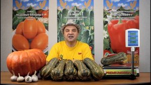 Тыква Барбара F1  Есть у нас в полоску груша - поспеши ее откушать.