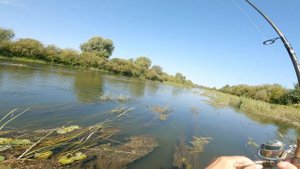 Последняя рыбалка на голавля, голавль на кузнеца