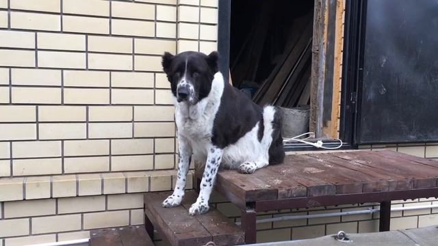 Смешная поза, в которой сидит беременная собака алабай. смотреть онлайн