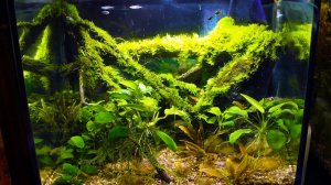 Затопил палюдариум! Масштабная чистка палюдариума!