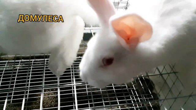 Хиколь l  Белый Паннон l Бускат l Хиплюс в Санкт-Петербурге l New Zealand Rabbits for sale Russia смотреть онлайн