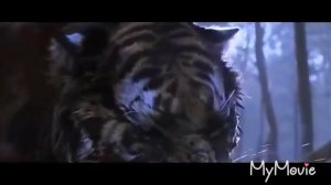 • Клип про тигров • Великий тигр , 2 брата •