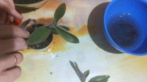 Традесканция Сеткреазия. посадка.