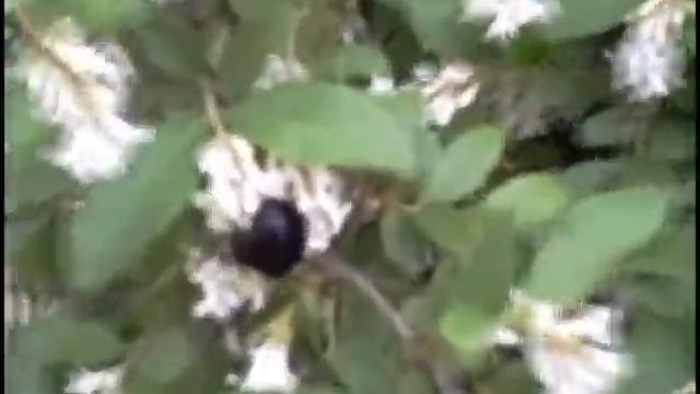 Honeysuckle Bees смотреть онлайн