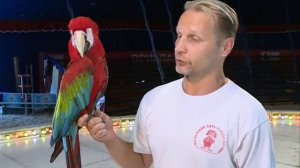 В Елец с юбилейными гастролями приехал Московский цирк Романа Коробко