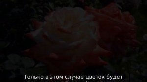 Роза Свитнесс