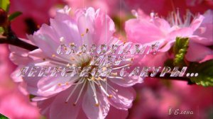 Сказочный мир лепестков сакуры*