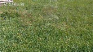 Сад мечты за три года